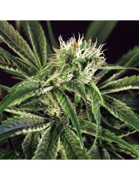 EXOTIC SEED - Amnesia 7 - 1