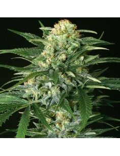 EXOTIC SEED - Gipsy Widow - 1