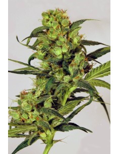EXOTIC SEED - Spicy Bitch - 1
