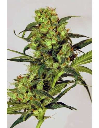 EXOTIC SEED - Spicy Bitch - 1