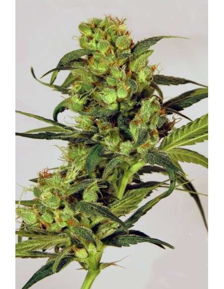 EXOTIC SEED - Spicy Bitch - 1