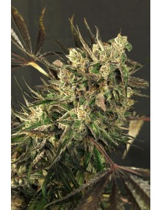 EXOTIC SEED - Exotic Colours - 1