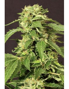 EXOTIC SEED - Exotic Thai - 1