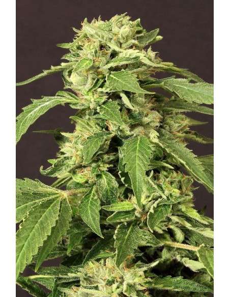 EXOTIC SEED - Exotic Thai - 1
