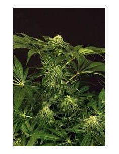EXOTIC SEED - Green Gummy - 1