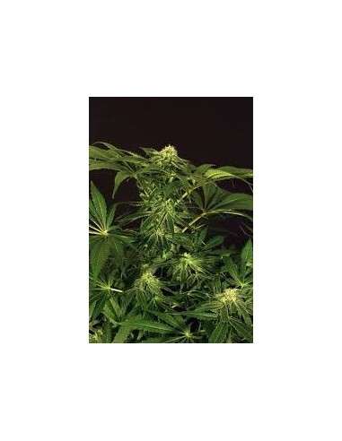 EXOTIC SEED - Green Gummy - 1