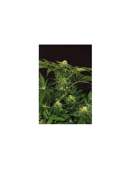EXOTIC SEED - Green Gummy - 1