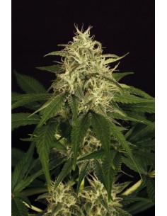 EXOTIC SEED - Mango Cream - 1