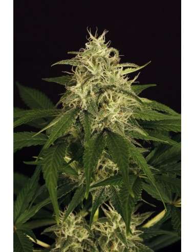 EXOTIC SEED - Mango Cream - 1