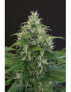 EXOTIC SEED - Lemon Candy - 1