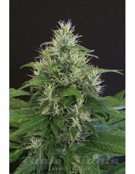 EXOTIC SEED - Lemon Candy - 1
