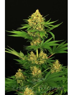 EXOTIC SEED - Tangerine Kush - 1