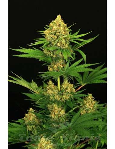 EXOTIC SEED - Tangerine Kush - 1