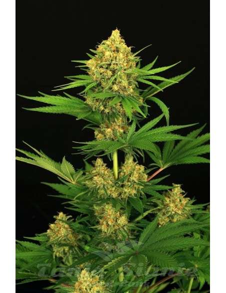 EXOTIC SEED - Tangerine Kush - 1