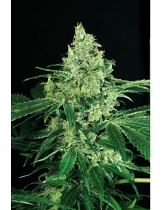 EXOTIC SEED - Sir Jack - 1