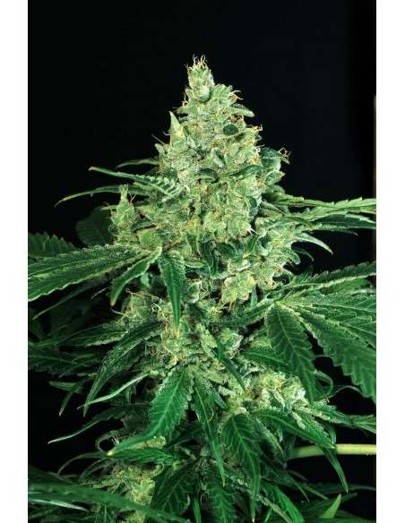 EXOTIC SEED - Sir Jack - 1