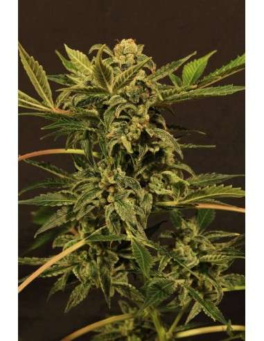 EXOTIC SEED - Russian Automatic - 1
