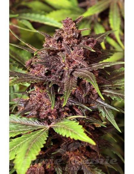 EXOTIC SEED - Black Haze Auto - 1