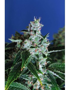EXOTIC SEED - Sir Jack Auto - 1