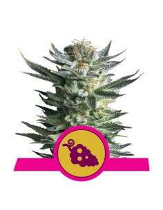 ROYAL QUEEN SEEDS - Fruit Spirit - 1