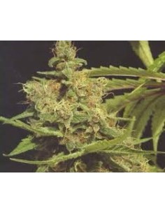 GREEN DEVIL GENETICS - Cheesecake - 1