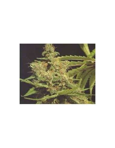 GREEN DEVIL GENETICS - Cheesecake - 1