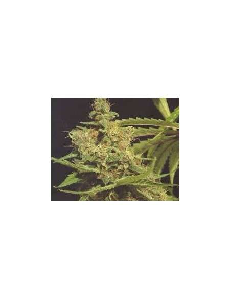 GREEN DEVIL GENETICS - Cheesecake - 1