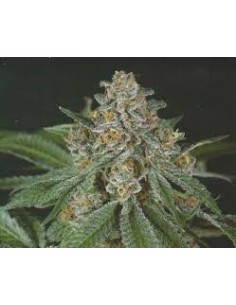 GREEN DEVIL GENETICS - Doja Bubba Berry - 1