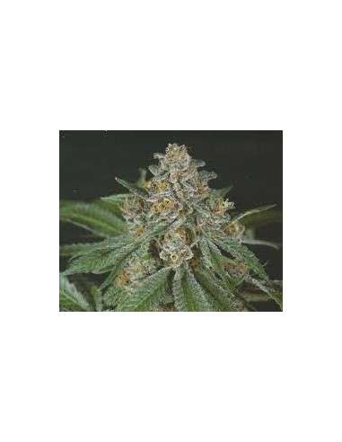 GREEN DEVIL GENETICS - Doja Bubba Berry - 1