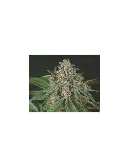 GREEN DEVIL GENETICS - Doja Bubba Berry - 1
