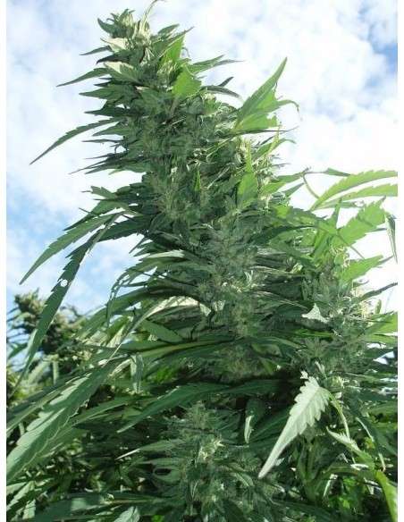 GREEN DEVIL GENETICS - Margoot - 1