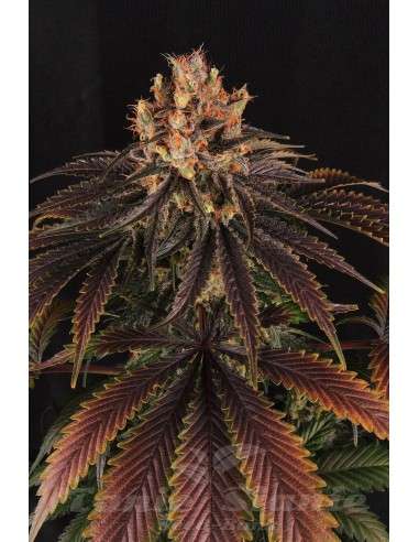 GREEN DEVIL GENETICS - Mr Bubba - 1