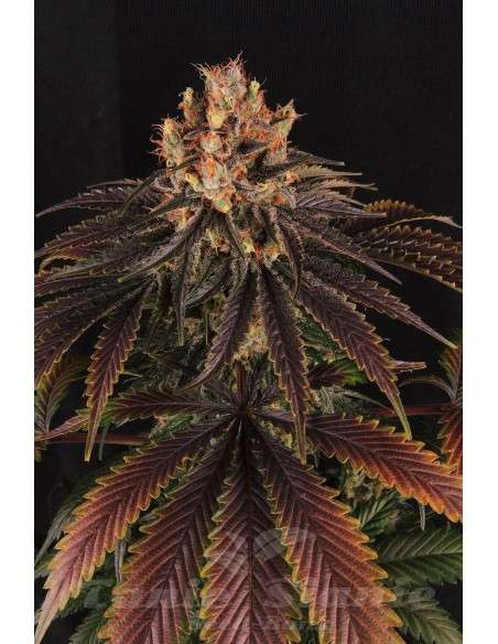 GREEN DEVIL GENETICS - Mr Bubba - 1