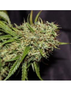 GREEN DEVIL GENETICS - Orange Haze - 1
