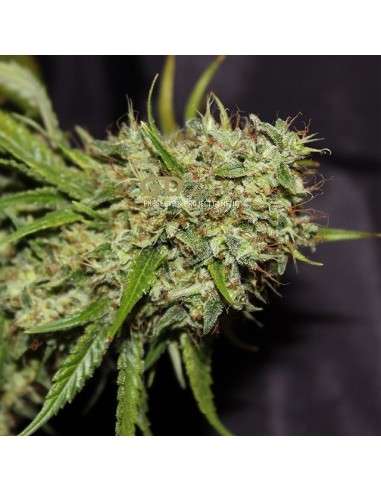 GREEN DEVIL GENETICS - Orange Haze - 1