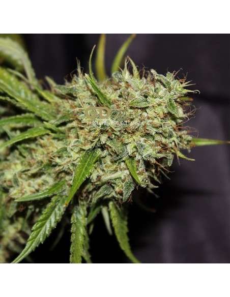 GREEN DEVIL GENETICS - Orange Haze - 1