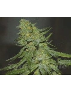 GREEN DEVIL GENETICS - GD Town - 1