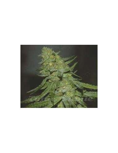 GREEN DEVIL GENETICS - GD Town - 1