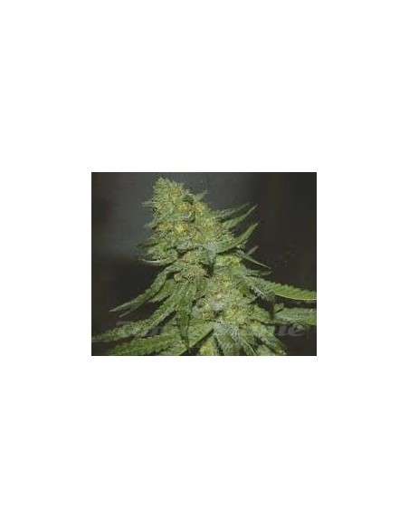 GREEN DEVIL GENETICS - GD Town - 1