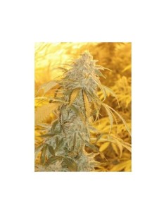 GREEN DEVIL GENETICS - Orange Kush - 1