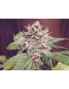 GREEN DEVIL GENETICS - Sweet Clements - 1