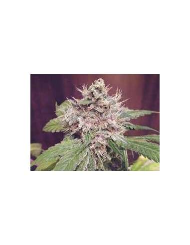 GREEN DEVIL GENETICS - Sweet Clements - 1