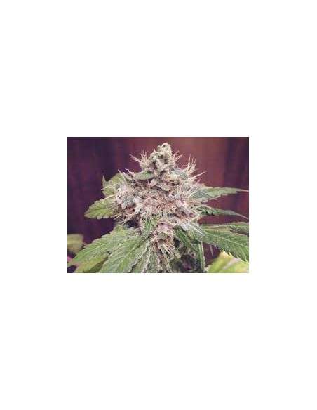 GREEN DEVIL GENETICS - Sweet Clements - 1
