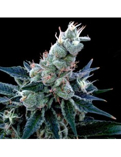 GROW YOUR OWN - Double Alien 18 - 1