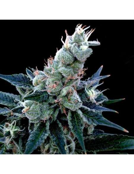 GROW YOUR OWN - Double Alien 18 - 1