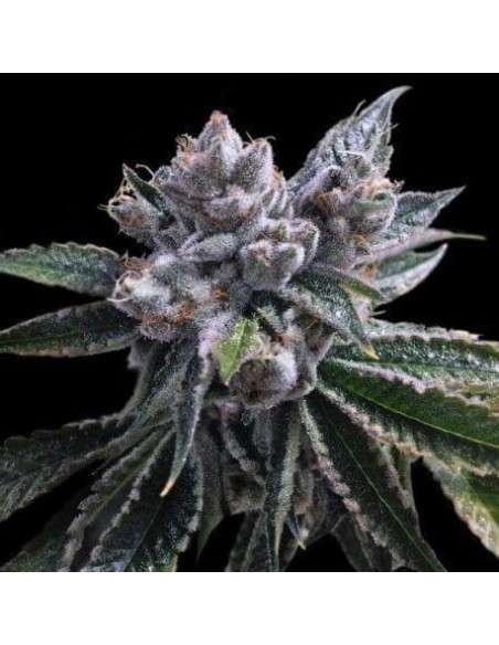 GROW YOUR OWN - El Fuego - 1