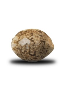 ROYAL QUEEN SEEDS - Fruit Spirit - 1 2