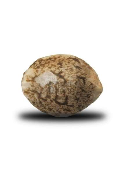 ROYAL QUEEN SEEDS - Fruit Spirit - 2
