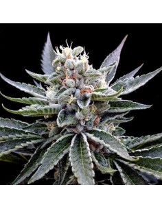 GROW YOUR OWN - Florida Gold - 1
