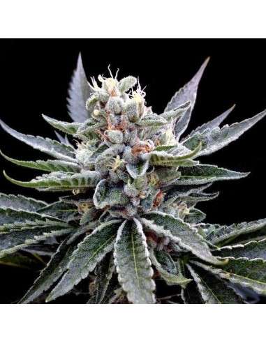 GROW YOUR OWN - Florida Gold - 1